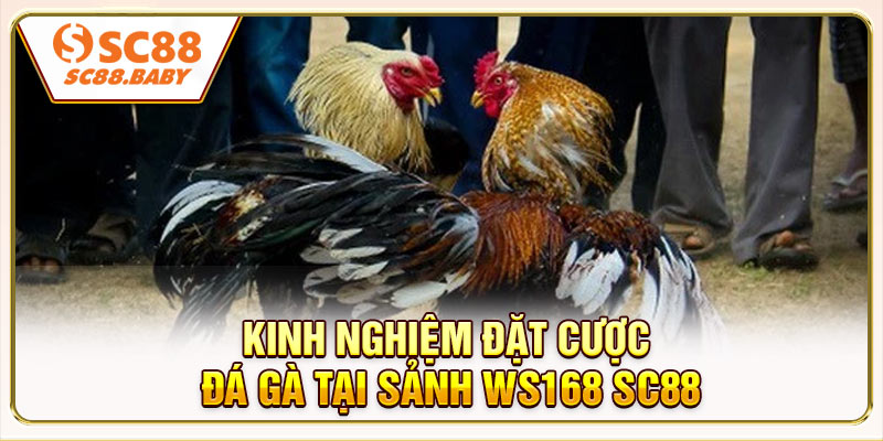 Kinh nghiệm chọn kèo và đặt cược đá gà tại sảnh Ws168 SC88