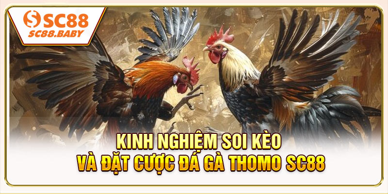 Kinh nghiệm soi kèo và đặt cược đá gà Thomo SC88