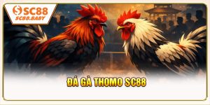 Đá Gà Thomo SC88 - Nơi Hội Tụ Các Màn So Tài Đỉnh Cao