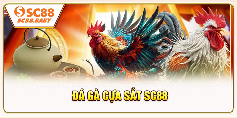Đá Gà Cựa Sắt SC88 - Khám Phá 7 Tiêu Chuẩn Vàng Trong Đấu Kê 2026