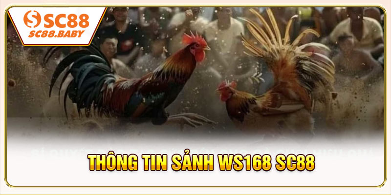 Thông tin cần lưu ý trước khi chơi sảnh WS168 SC88
