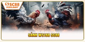 Sảnh WS168 SC88 - Trực Tiếp Mượt Mà Theo Kèo Dễ Dàng